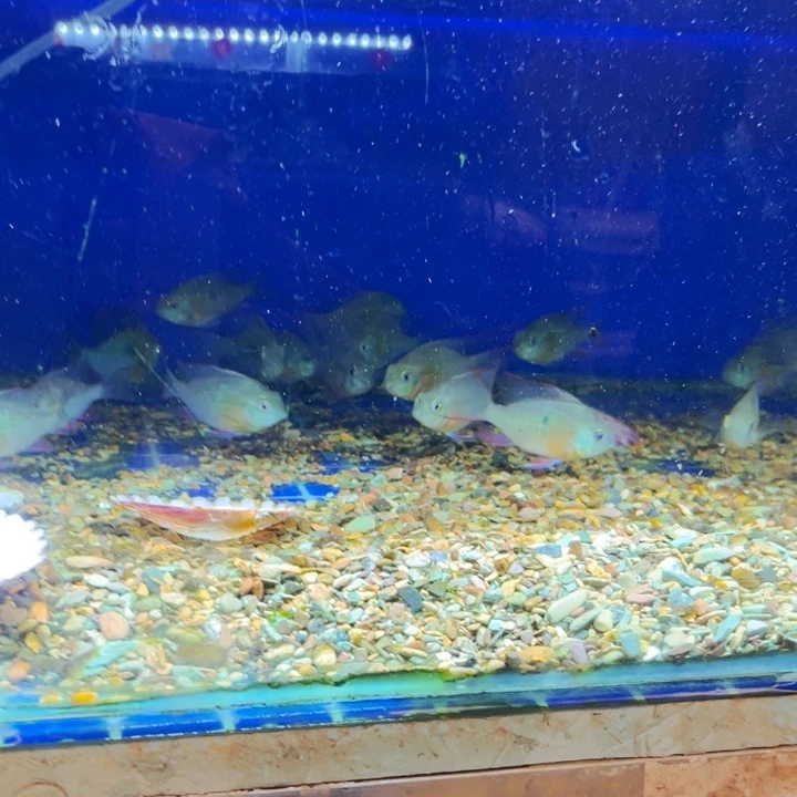 慈鲷枼**行玻利维亚种鱼2只
