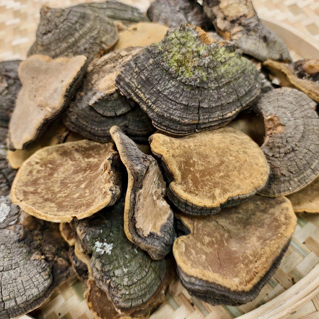 正宗桑芝芝菌菇500g 精美礼品袋包装 煲汤泡酒泡水商品图