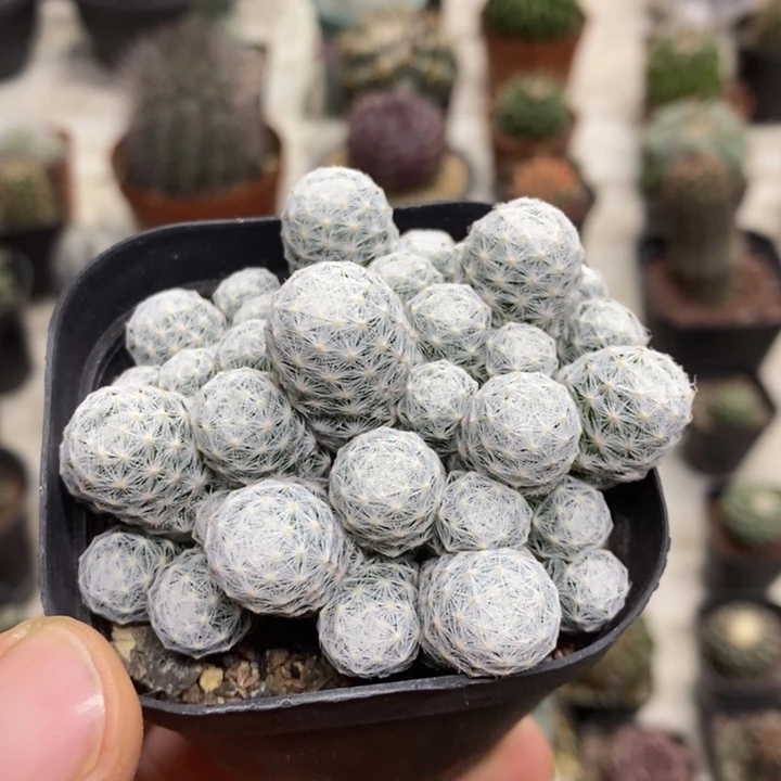 肌春心群特价福利