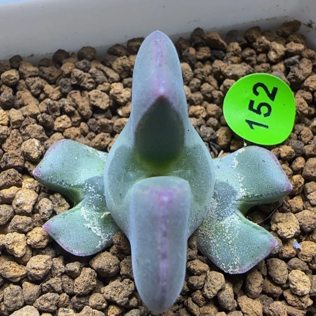 大眼睛空蝉群三头152