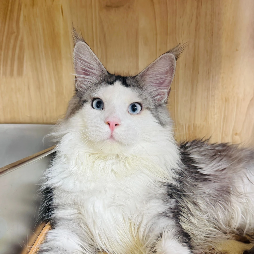 来了姊妹-银白缅因猫 弟弟 J16