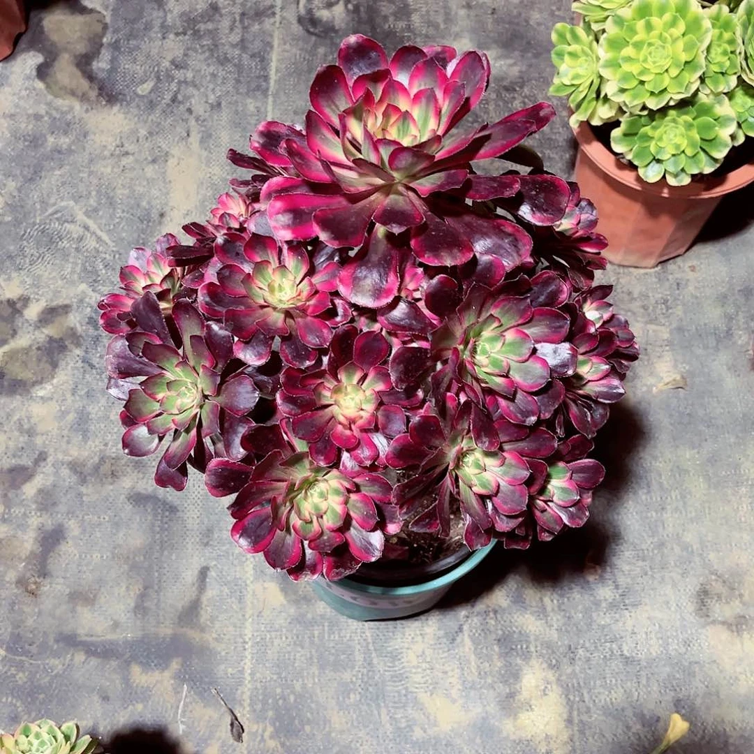 法师多肉漂亮漂亮