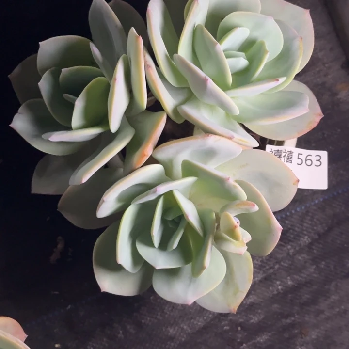 美***563凤群多肉植物