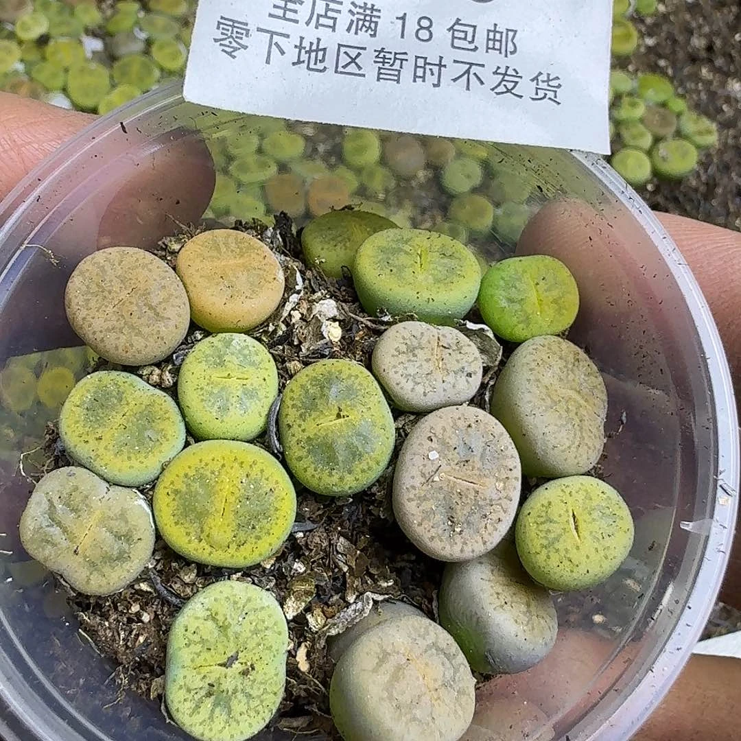 1556 哈哈哈哈哈哈哈哈哈