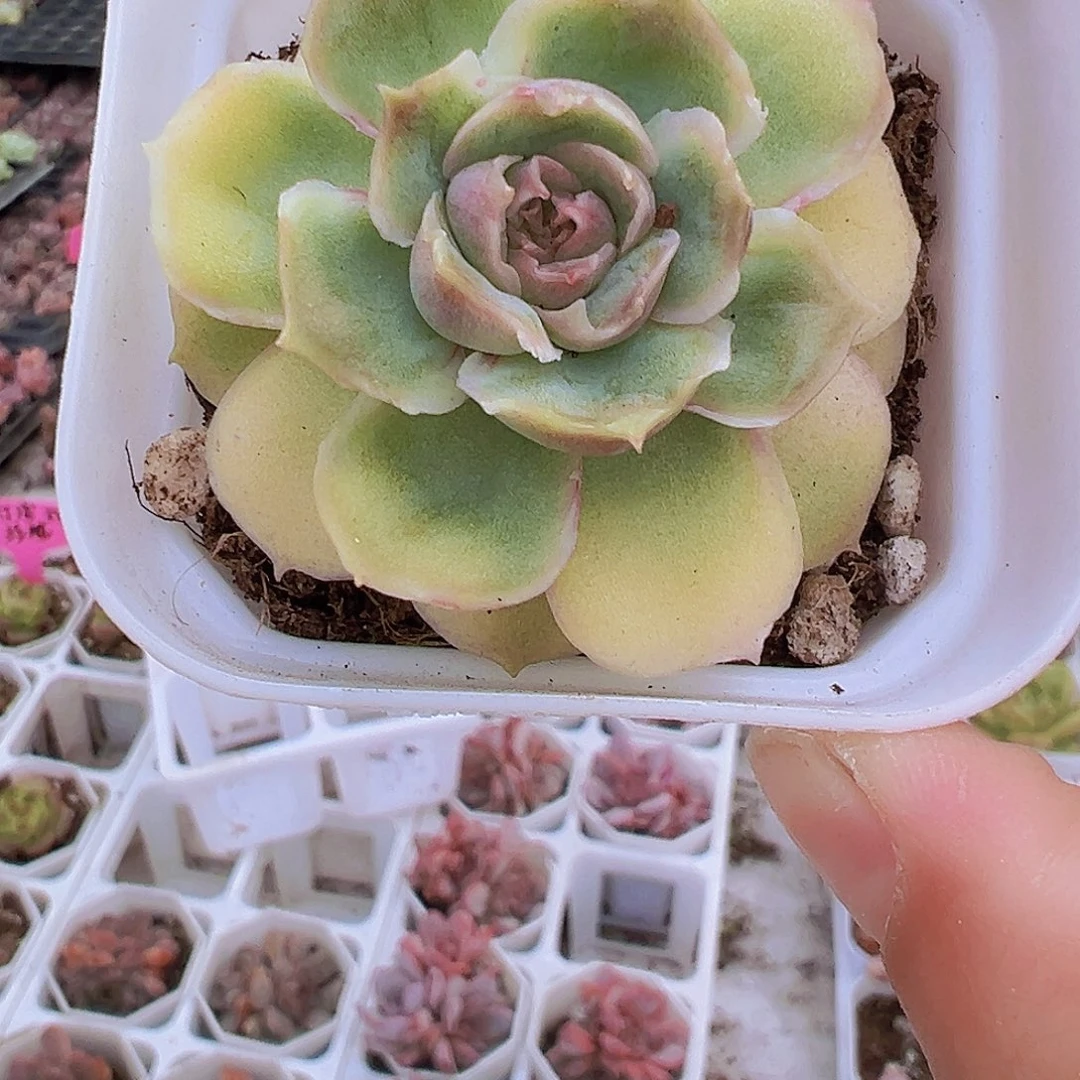 虾饺19包邮多肉植物