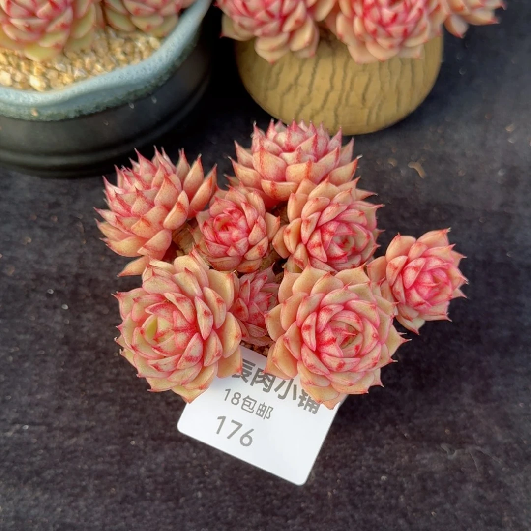 多肉植物 笨吧蒂斯  176