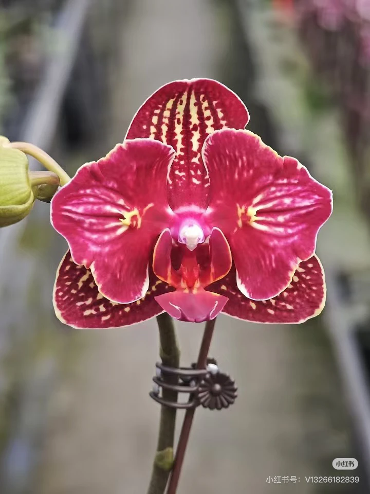 车厘子蝴蝶兰两眼 变异品种 稀有 1花剑