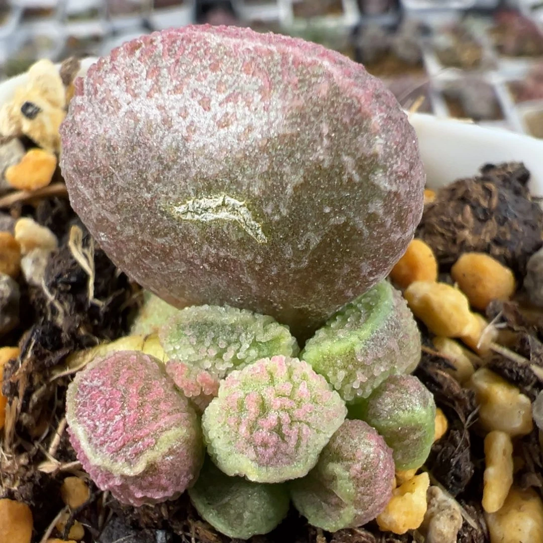 特价实生低叶苗母叶有疤多肉植物