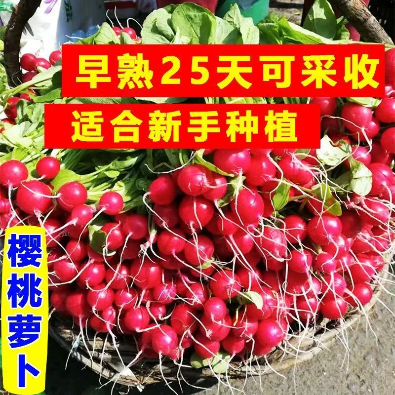 西藏新疆包邮四季樱桃萝卜水果萝卜生吃红皮白肉小萝卜脆甜多汁新
