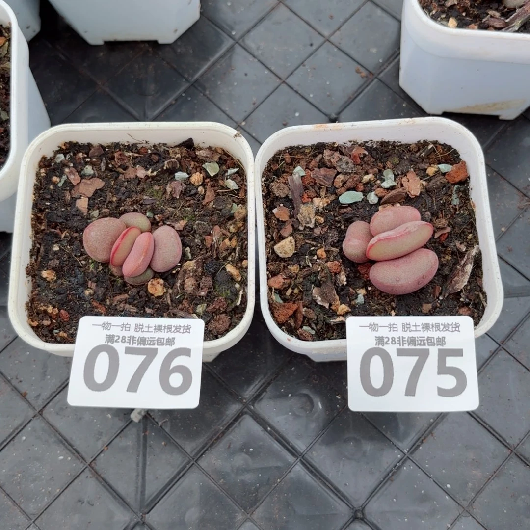 单***良红蛋多肉无盆土发货