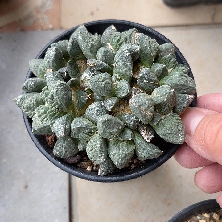 无花朵牡丹群一物一拍