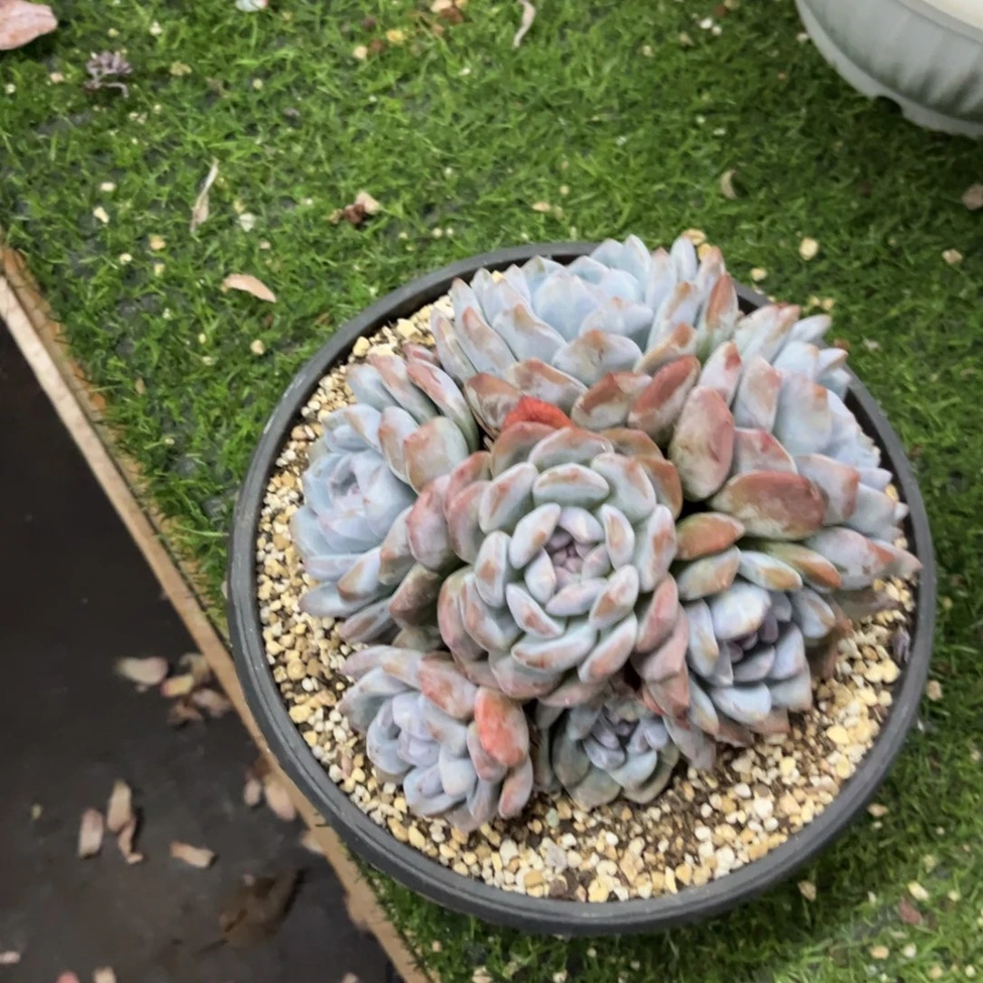 八***花046号新疆西藏内蒙不包邮