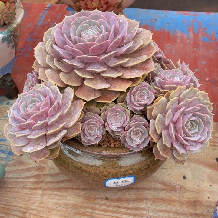 玫瑰型多肉植物粉蝶