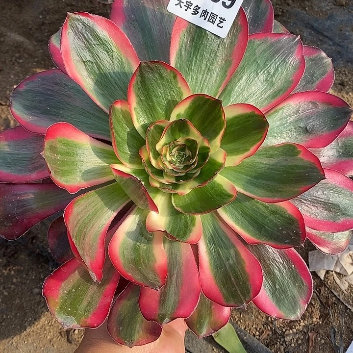 多肉植物巫毒白499