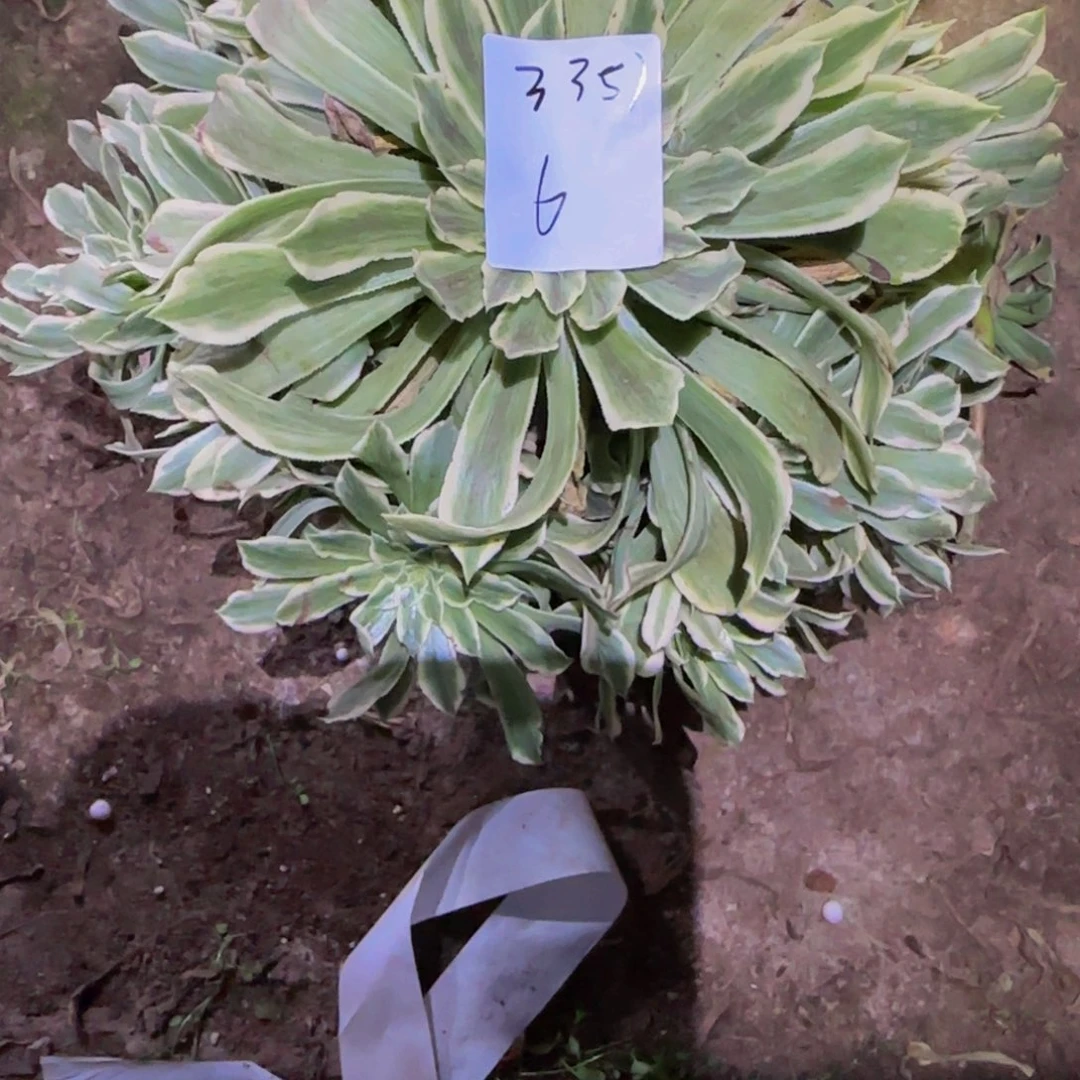 陈*莉一物一拍多肉法师福利3351