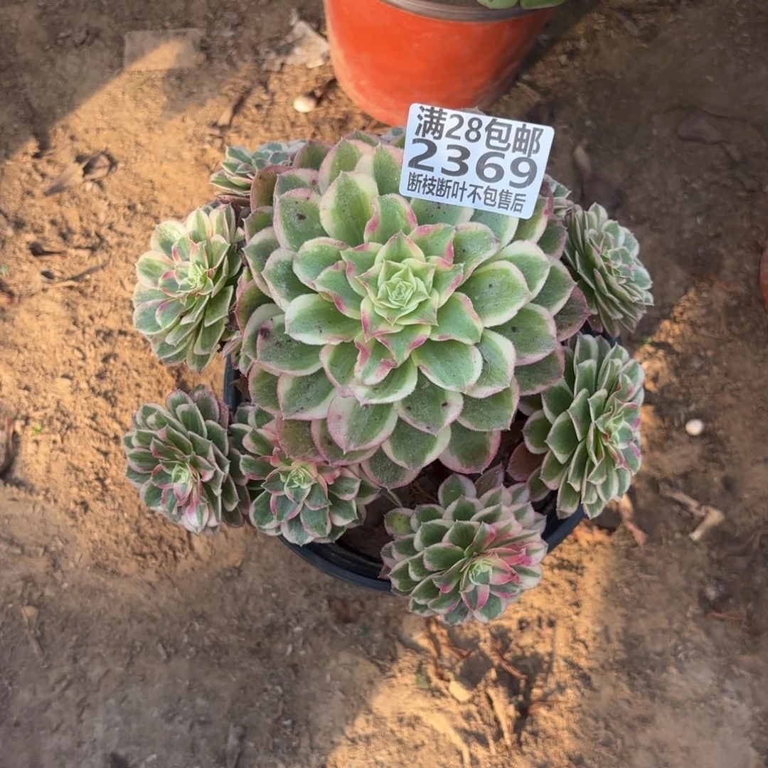 N. 2369孔雀翎多肉。cade