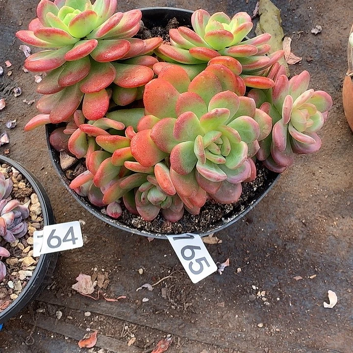 765杂 一物一拍多肉