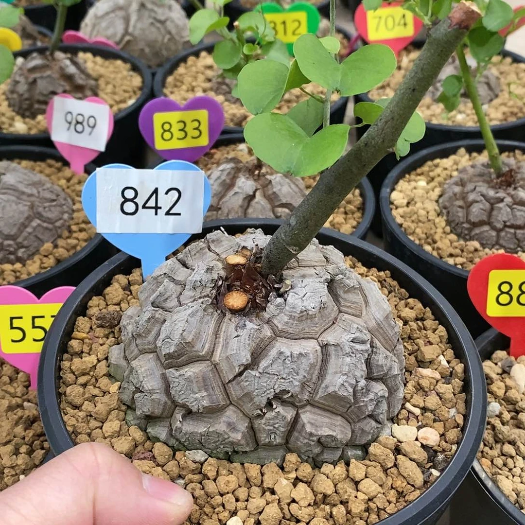 南非龟甲龟甲龙龙