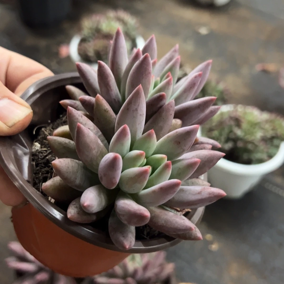 红蜻蜓双头起发老桩