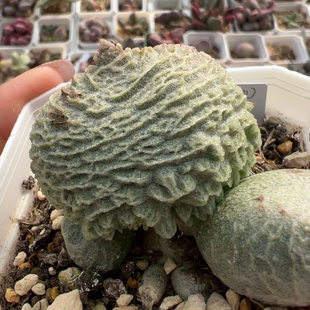 巨猪宝超大叶子多肉植物水泡