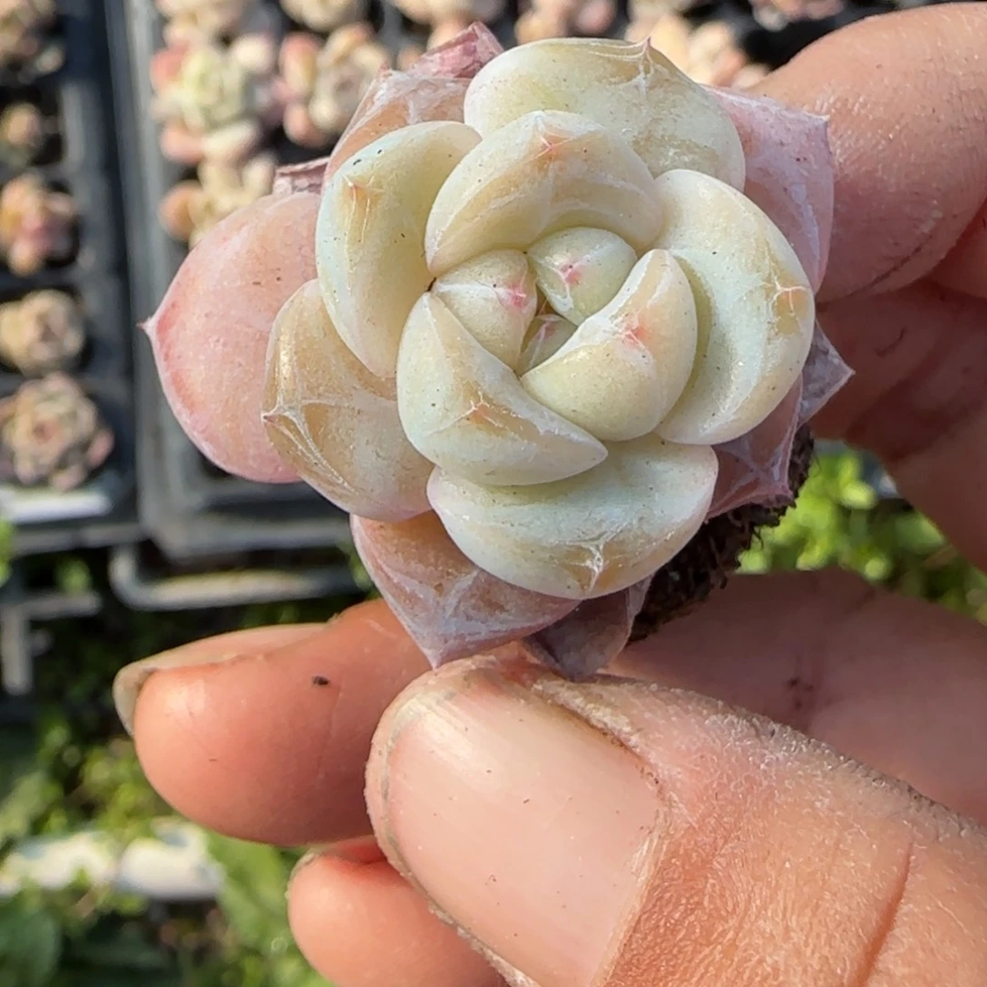 多肉小卡拉米糖心一物一拍