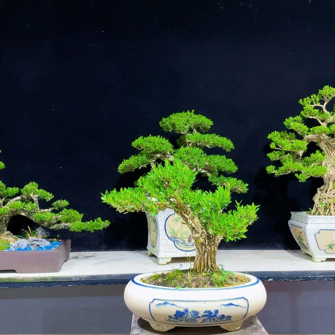 黄杨盆景四季常青