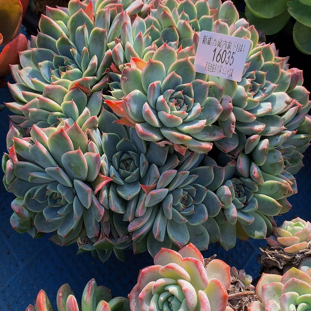 戴***）如梦令16035多肉多肉