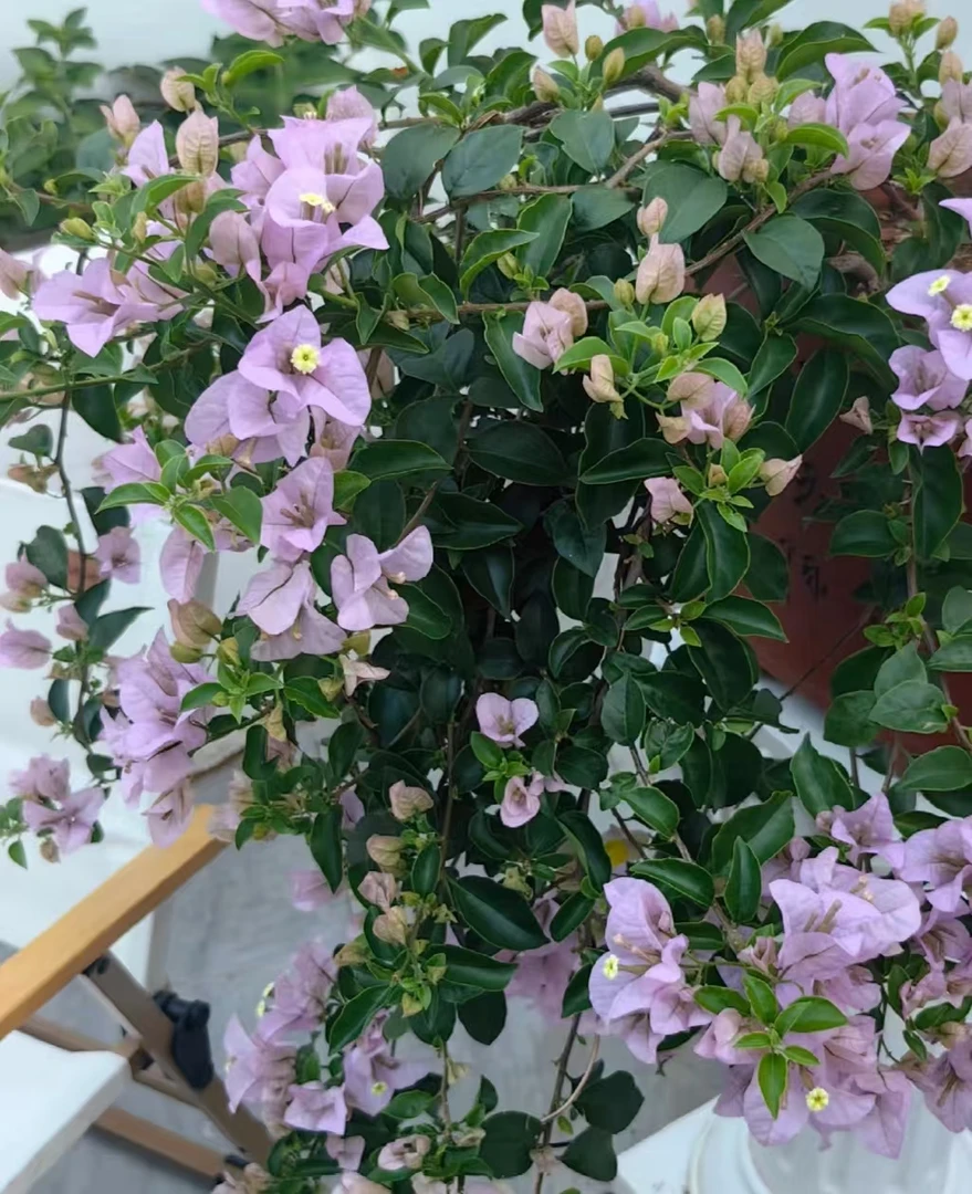 （带花苹果花）包对版三角梅四季勤花布袋苗福建漳州发货包品种