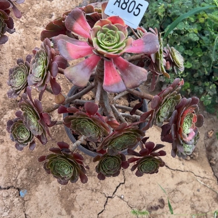 平***静黑萝莉多肉植物805微瑕