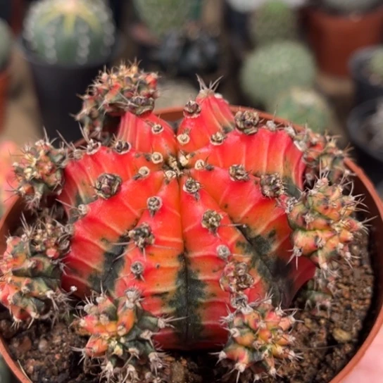 完全开放大油画牡丹