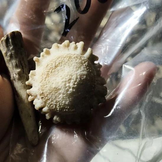 *****非金属无鹿角鹿角鹿角鹿角鹿角鹿角