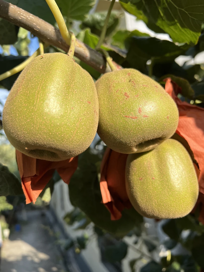 苍溪红心猕猴桃当季新鲜水果软糯香甜多汁包邮