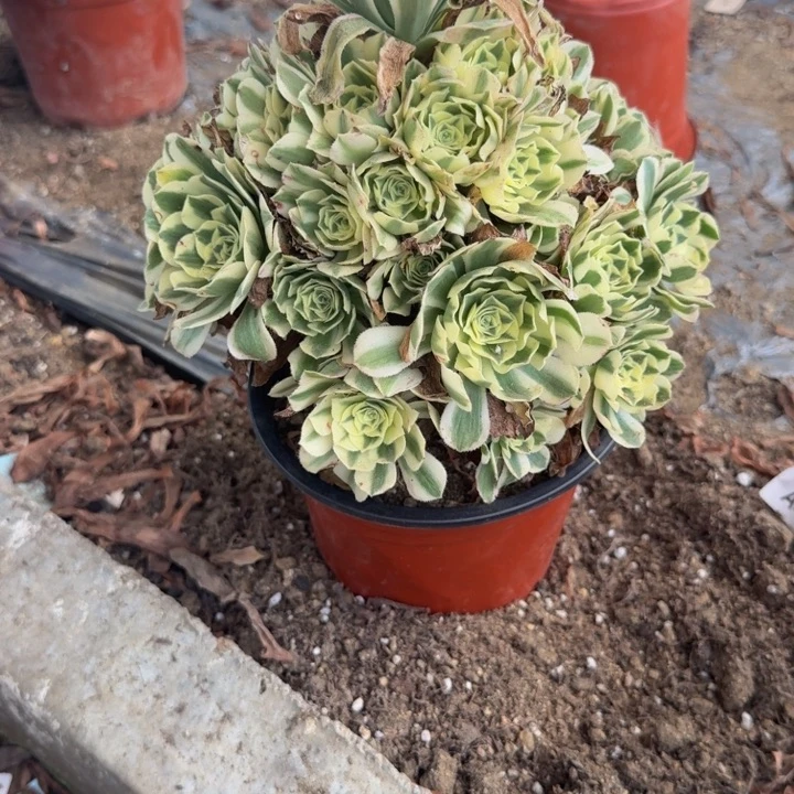 405迈巴赫有伤。多肉植物