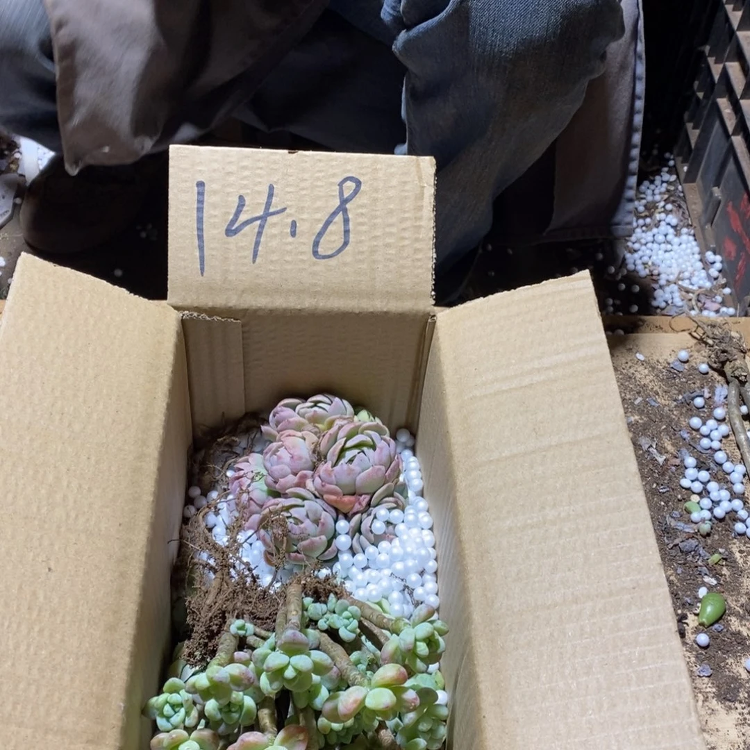 14.8不知道几颗版本