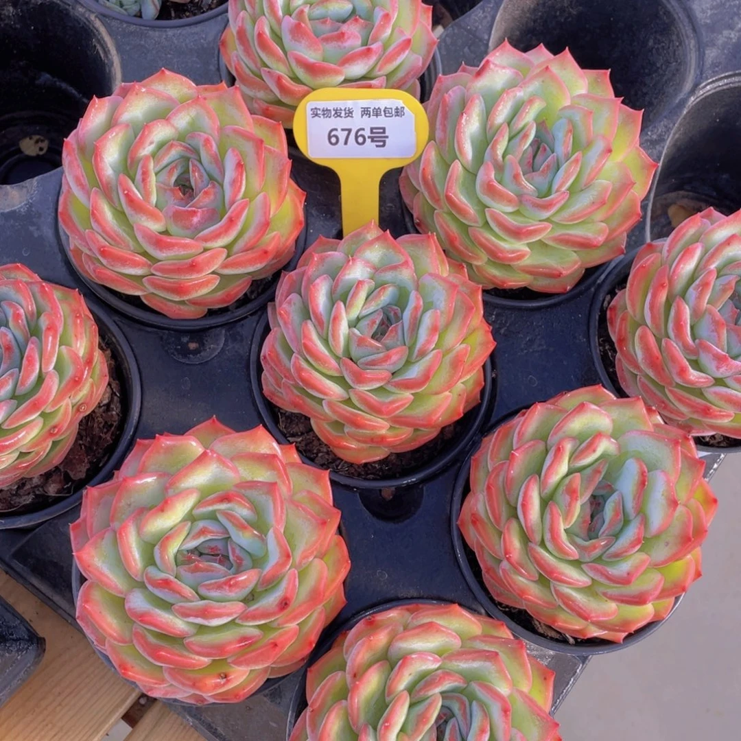 676号 粉芭蕾大单头一个