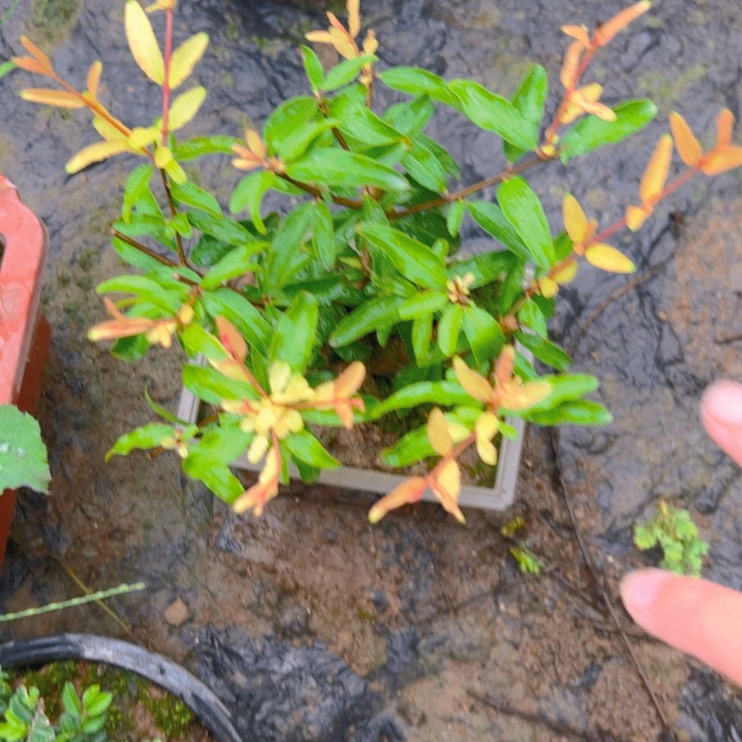 用***8无花朵塞洛塞洛塞
