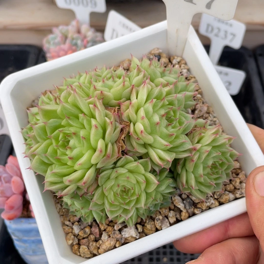 0617麦秆不带盆12厘米