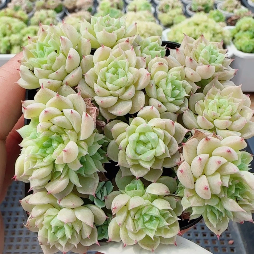 花语逸镜0704-138散