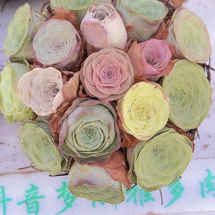 精品大花16颗组好发货