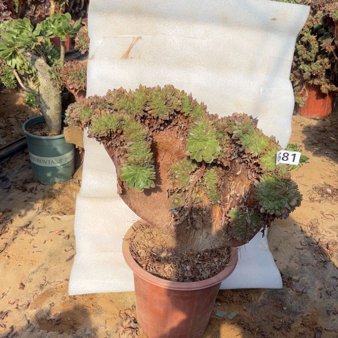 万缀有伤681冠服45