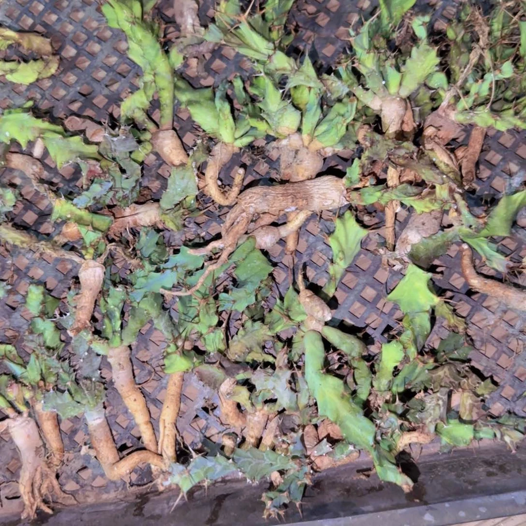 块根植物块根植物块根植物