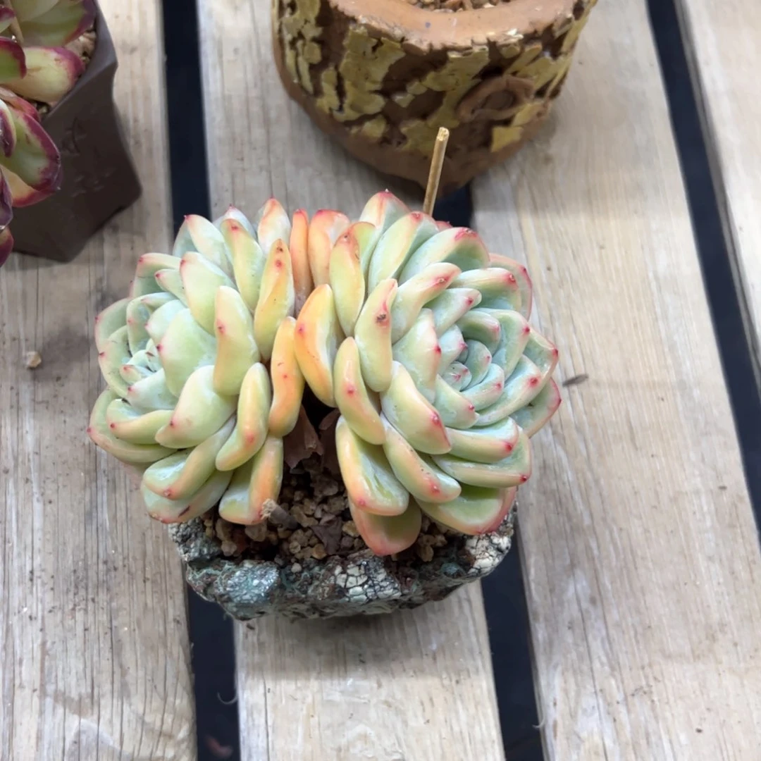 H*，泡芙15 零零多肉植物