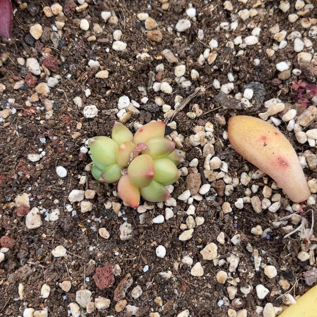 多肉植物多肉植物