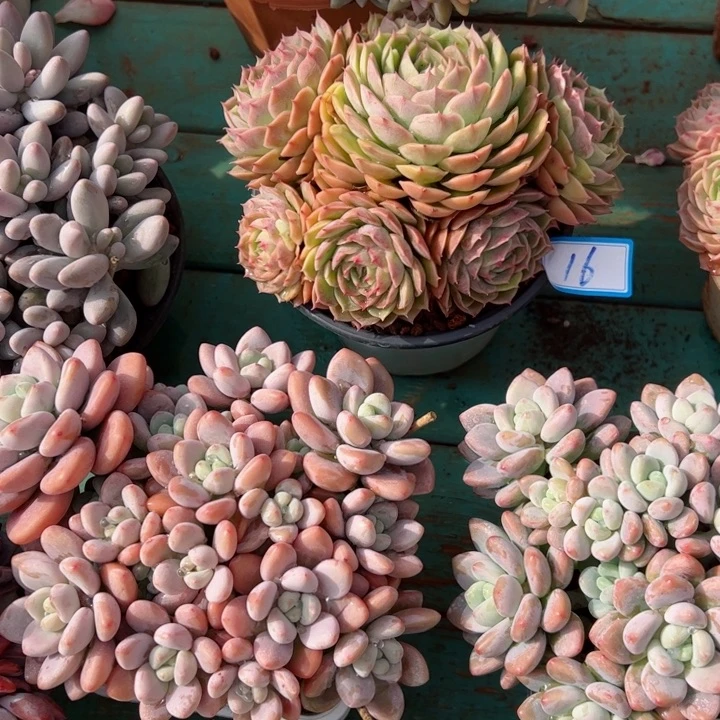 16昂斯诺平平安安健健康康