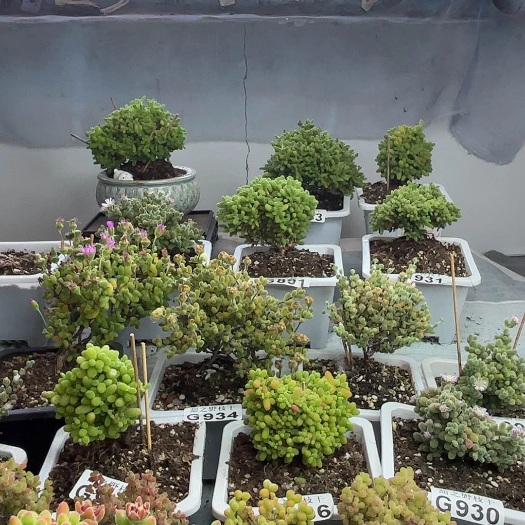 杜****）826红宝石枝干番杏