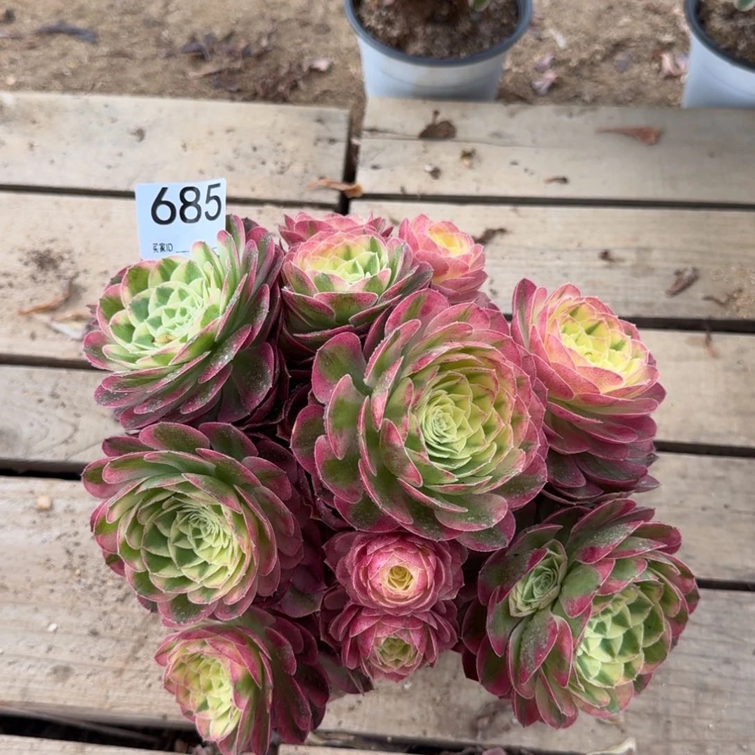 685玉姿多肉植物