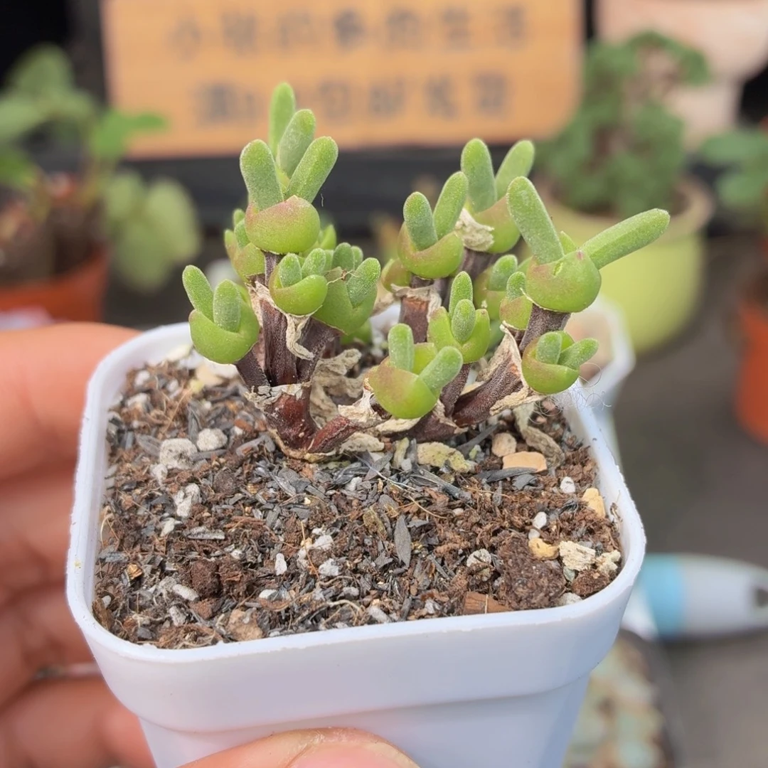枝干兔子多肉9.9包邮发货