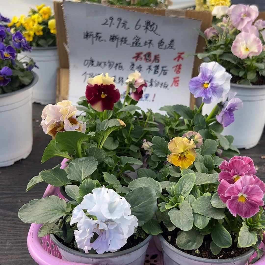 大部分花苞少量开放071号