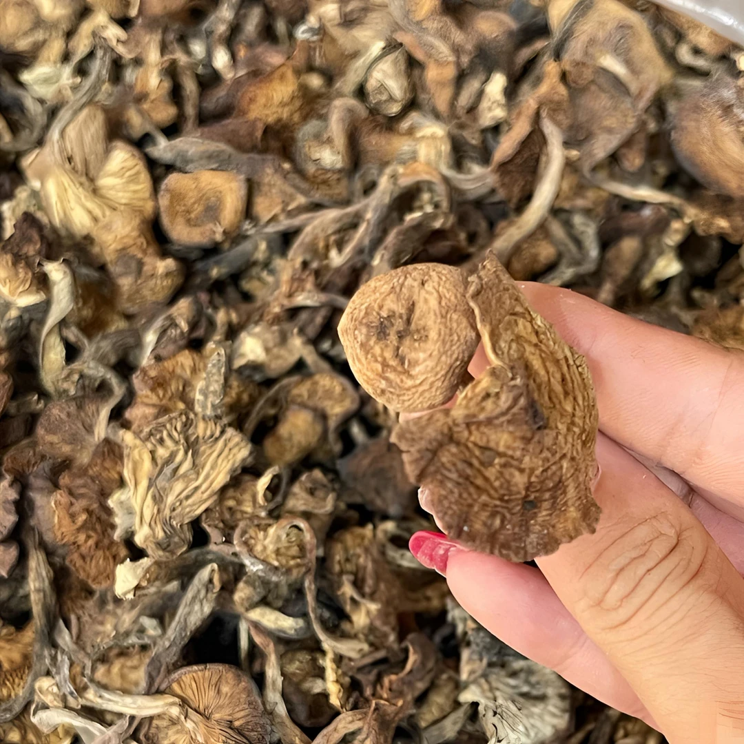 东北特产野生榛蘑干货小鸡炖蘑菇食材无根榛蘑营养美味自然晾晒