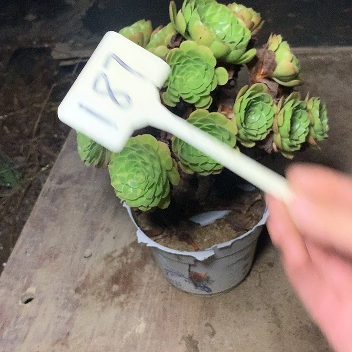 多肉多肉多肉抹茶187